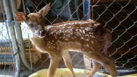 Image result for an imprisoned deer images